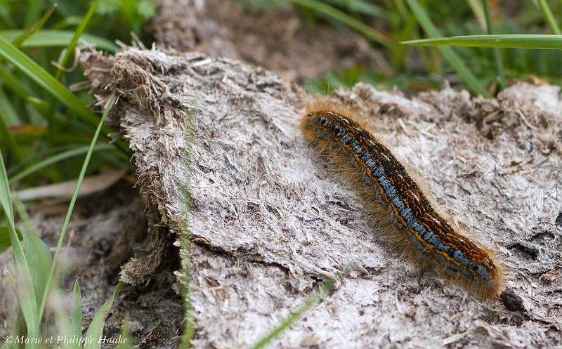 Chenille Bombyx a livree 8834_wm.jpg - Chenille du Bombyx à livrée (Öland, Suède, juin 2011)